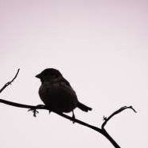 Meet your Posher, Norma-ann